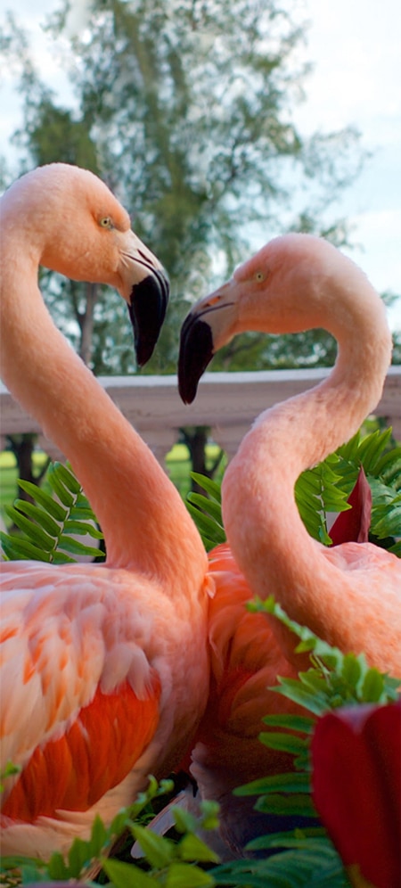 Flamingo Right