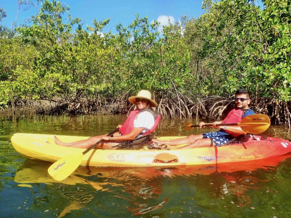 mangrove