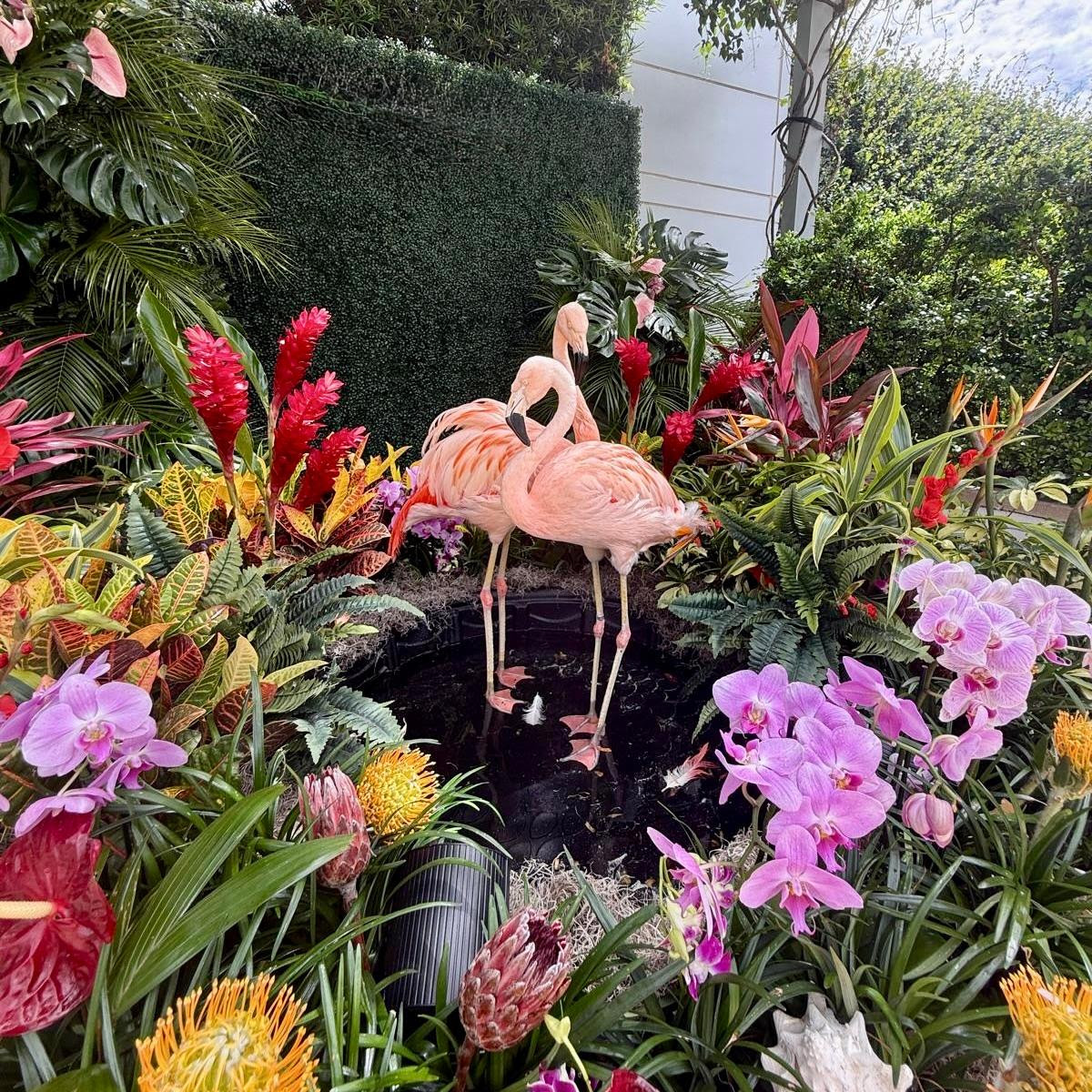 Read more about the article Flamingo Pink